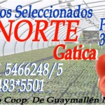 gatica