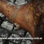 DSCF8460